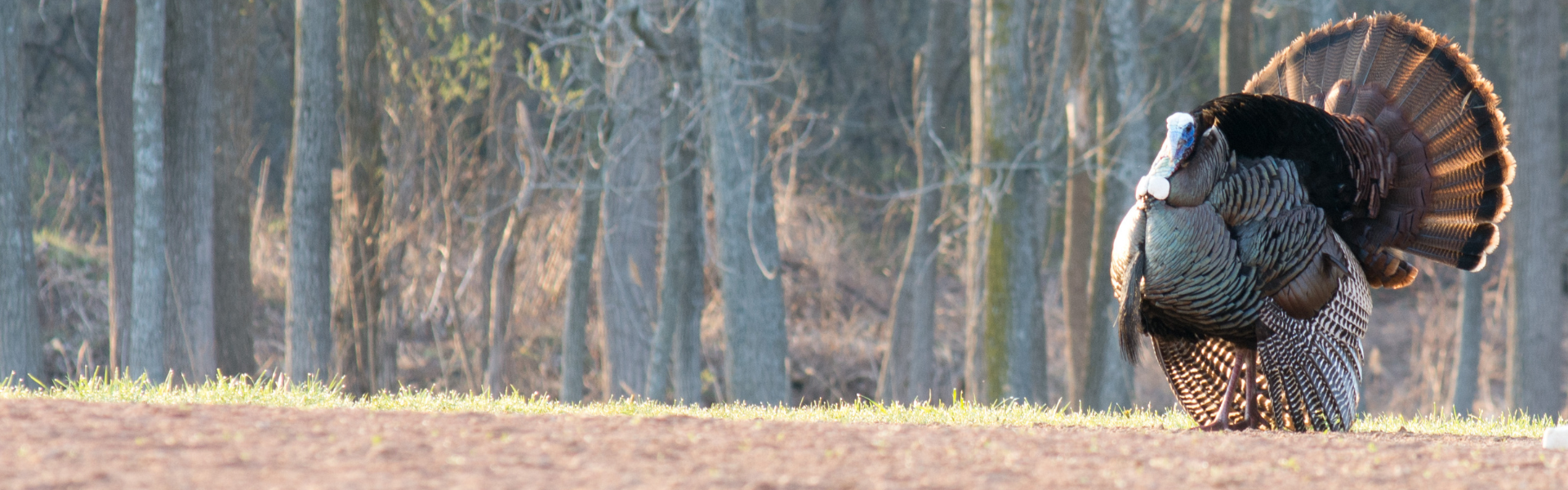 Header Image